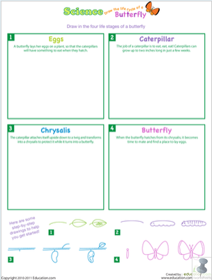 Butterfly Life Cycle Worksheet